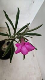 ENXERTO 12354 – 20cm (cor LM 512) - Imagem 4