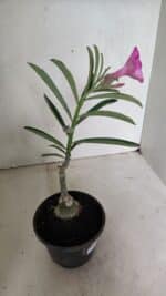 ENXERTO 12354 – 20cm (cor LM 512) - Imagem 6