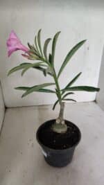 ENXERTO 12354 – 20cm (cor LM 512) - Imagem 5