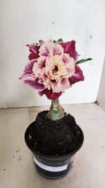 ENXERTO 12355 – 20cm (cor LM 349) - Imagem 2