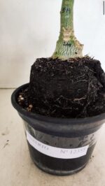 ENXERTO 12355 – 20cm (cor LM 349) - Imagem 5