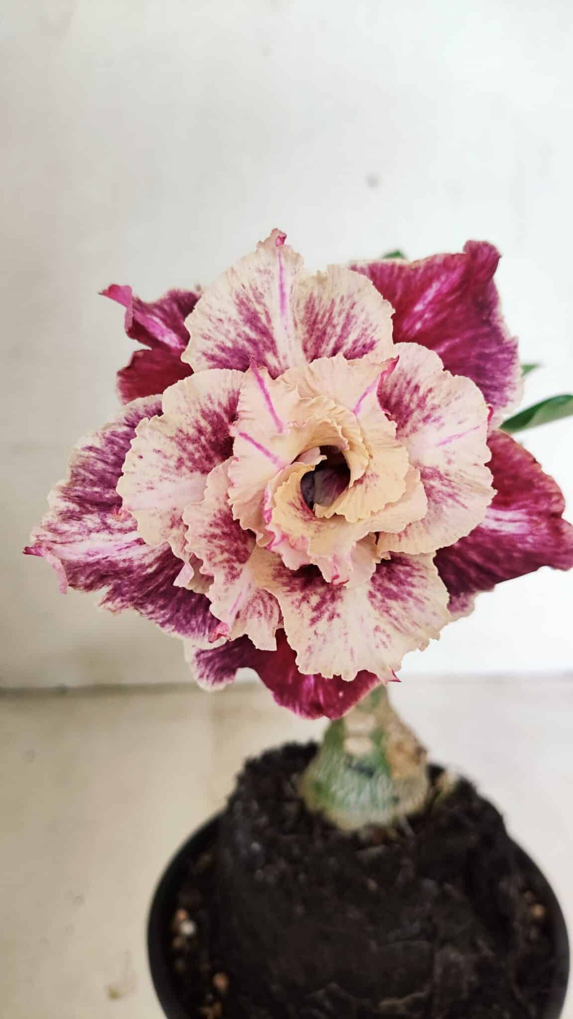 ENXERTO 12355 (2) ENXERTO 12355 – 20cm (cor LM 349) - Imagem 1