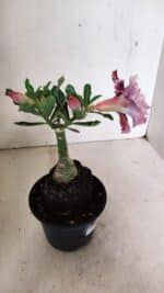 ENXERTO 12355 – 20cm (cor LM 349) - Imagem 4