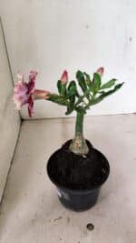 ENXERTO 12355 – 20cm (cor LM 349) - Imagem 6