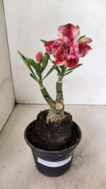 ENXERTO 12356 – 20cm (cor LM 990)