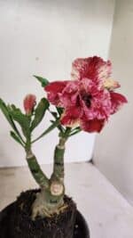 ENXERTO 12356 – 20cm (cor LM 990) - Imagem 3