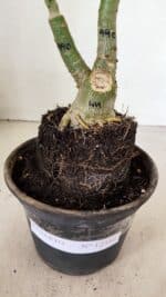 ENXERTO 12356 – 20cm (cor LM 990) - Imagem 5