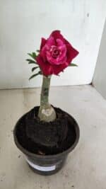 ENXERTO 12357 – 20cm (cor LM 481) - Imagem 2