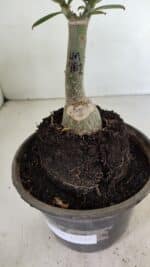 ENXERTO 12357 – 20cm (cor LM 481) - Imagem 5