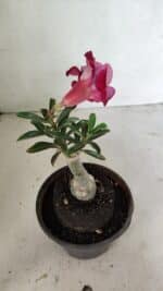 ENXERTO 12357 – 20cm (cor LM 481) - Imagem 4