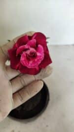 ENXERTO 12357 – 20cm (cor LM 481)