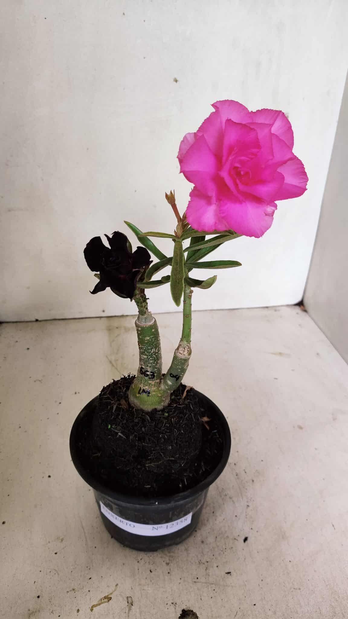 ENXERTO 12358 (1) ENXERTO 12358 – 20cm (cor LM 04 e LM 663) - Imagem 1