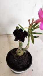 ENXERTO 12358 – 20cm (cor LM 04 e LM 663) - Imagem 4