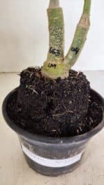 ENXERTO 12358 – 20cm (cor LM 04 e LM 663) - Imagem 7