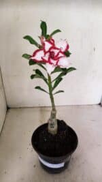 ENXERTO 12359 – 22cm (cor LM 797) Id: FERRARI - Imagem 2