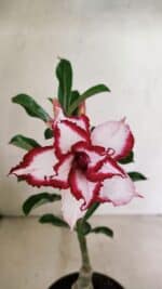 ENXERTO 12359 – 22cm (cor LM 797) Id: FERRARI