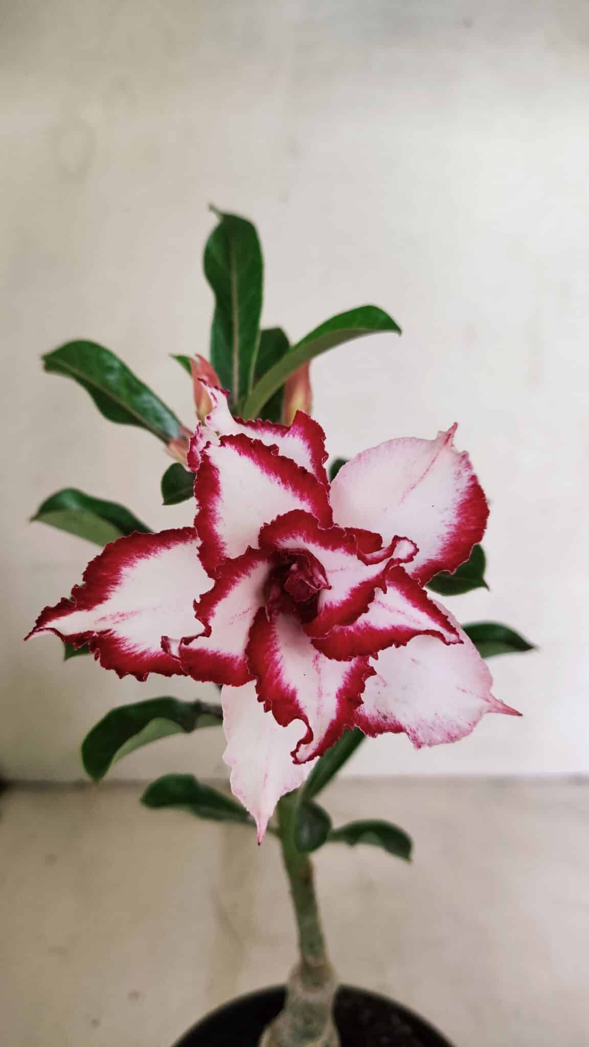 ENXERTO 12359 (2) ENXERTO 12359 – 22cm (cor LM 797) Id: FERRARI - Imagem 1