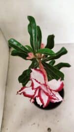 ENXERTO 12359 – 22cm (cor LM 797) Id: FERRARI - Imagem 4