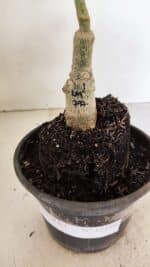 ENXERTO 12359 – 22cm (cor LM 797) Id: FERRARI - Imagem 7