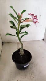 ENXERTO 12359 – 22cm (cor LM 797) Id: FERRARI - Imagem 6