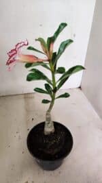 ENXERTO 12359 – 22cm (cor LM 797) Id: FERRARI - Imagem 5