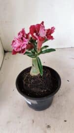 ENXERTO 12360 – 20cm (cor LM 850) - Imagem 6