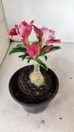 ENXERTO 12360 – 20cm (cor LM 850) - Imagem 5