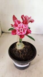 ENXERTO 12360 – 20cm (cor LM 850)