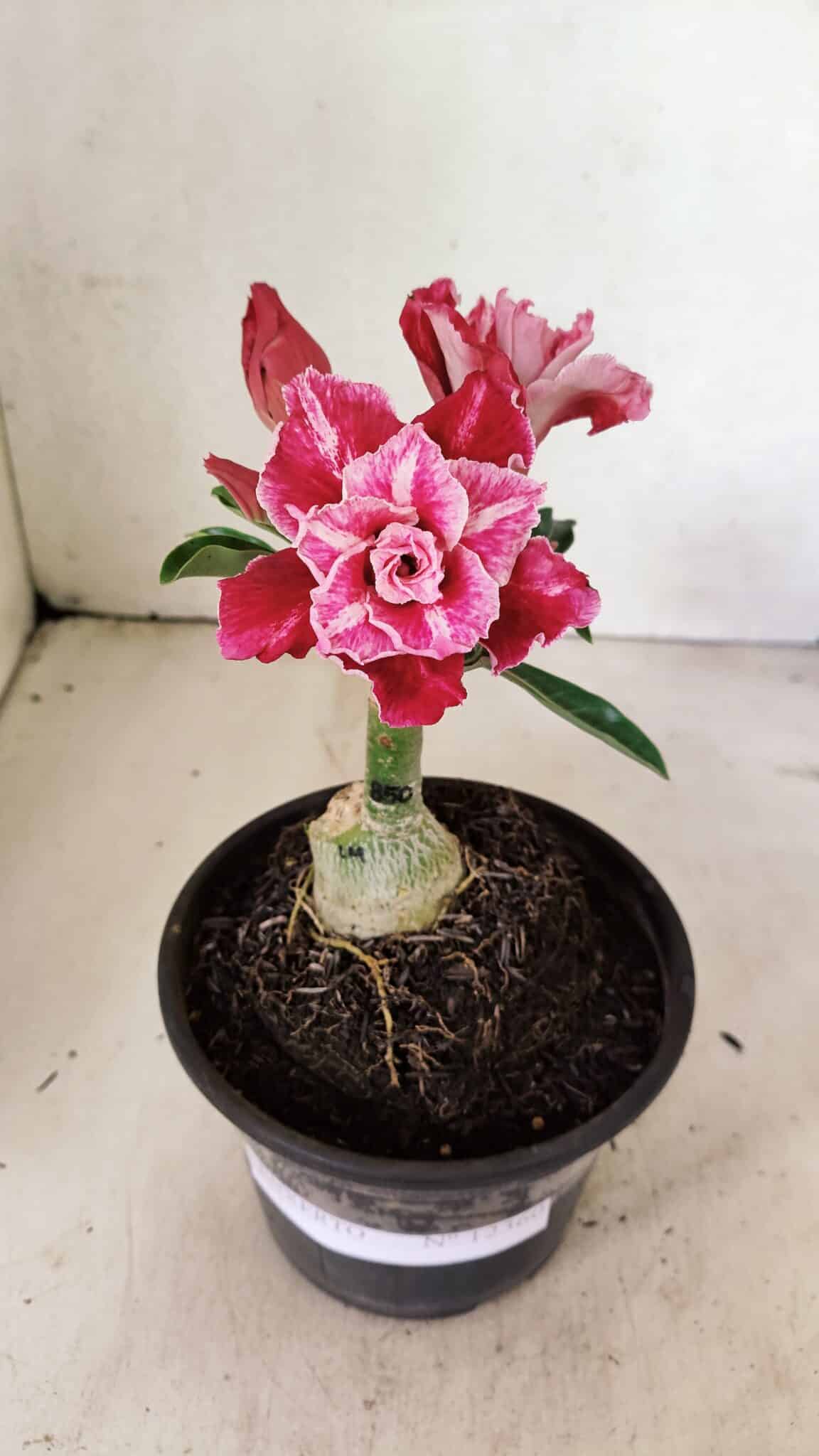 ENXERTO 12360 (6) ENXERTO 12360 – 20cm (cor LM 850) - Imagem 1