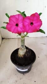 ENXERTO 12361 – 20cm (cor LM 384)