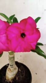 ENXERTO 12361 – 20cm (cor LM 384) - Imagem 3