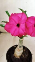 ENXERTO 12361 – 20cm (cor LM 384) - Imagem 4