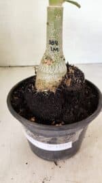 ENXERTO 12361 – 20cm (cor LM 384) - Imagem 6