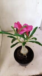 ENXERTO 12361 – 20cm (cor LM 384) - Imagem 5