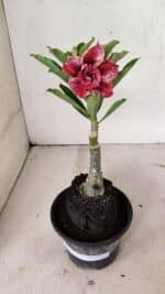 ENXERTO 12362 – 20cm (cor LM 990) - Imagem 2