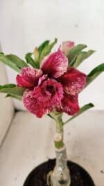 ENXERTO 12362 – 20cm (cor LM 990)