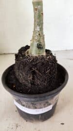 ENXERTO 12362 – 20cm (cor LM 990) - Imagem 5