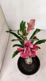 ENXERTO 12362 – 20cm (cor LM 990) - Imagem 4