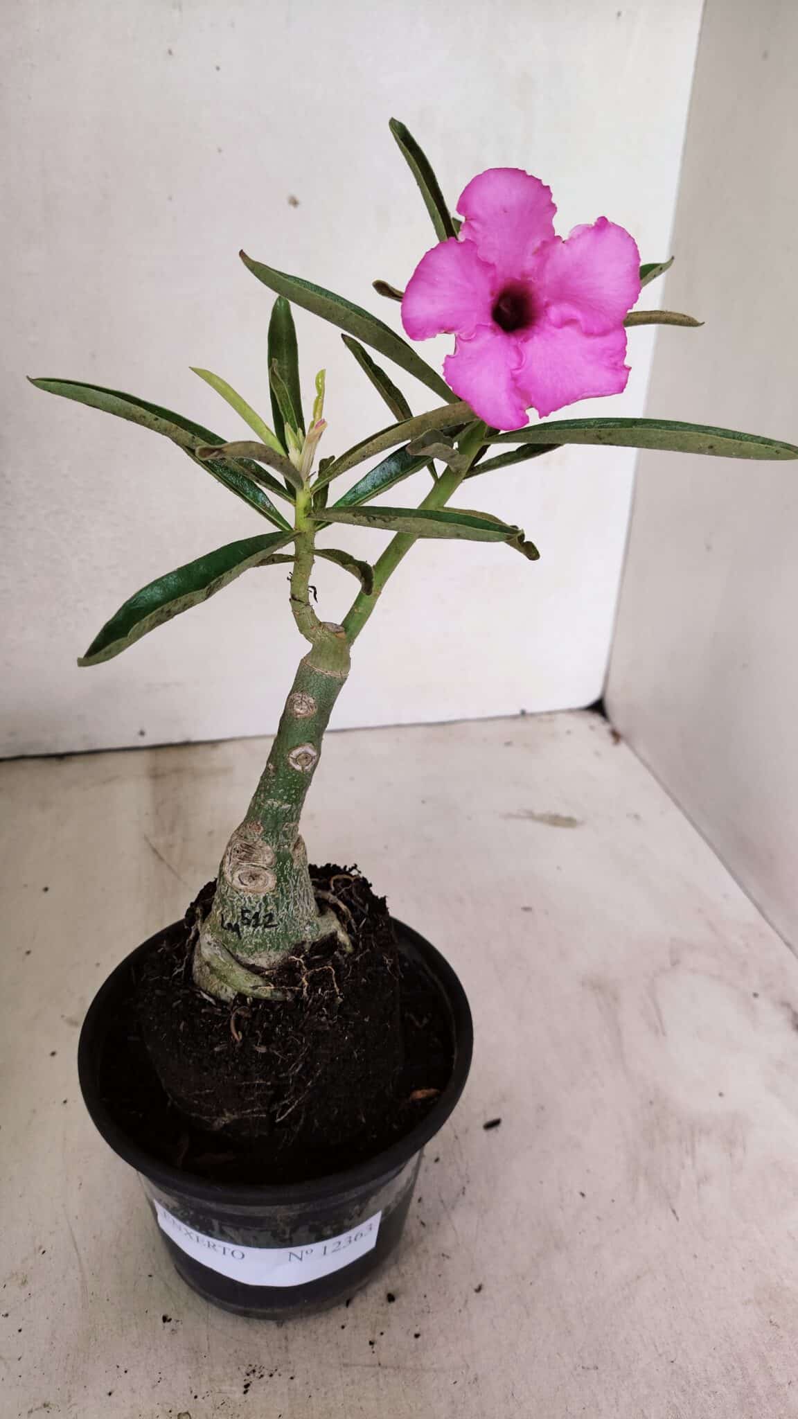 ENXERTO 12363 (1) ENXERTO 12363 – 25cm (cor LM 512) - Imagem 1