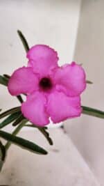 ENXERTO 12363 – 25cm (cor LM 512) - Imagem 3