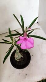 ENXERTO 12363 – 25cm (cor LM 512) - Imagem 4