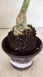 ENXERTO 12363 – 25cm (cor LM 512) - Imagem 6