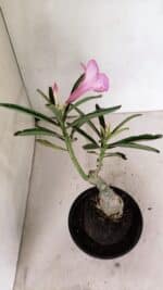 ENXERTO 12363 – 25cm (cor LM 512) - Imagem 5