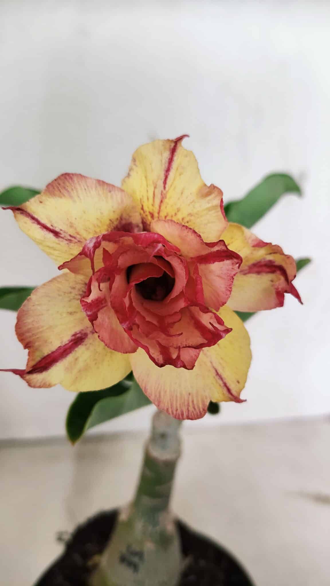 ENXERTO 12364 (2) ENXERTO 12364 – 20cm (cor LM 749) - Imagem 1