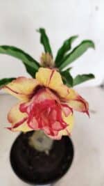 ENXERTO 12364 – 20cm (cor LM 749) - Imagem 4