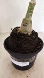 ENXERTO 12364 – 20cm (cor LM 749) - Imagem 8