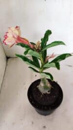 ENXERTO 12364 – 20cm (cor LM 749) - Imagem 6