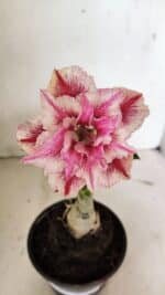 ENXERTO 12365 – 20cm (cor LM 964)