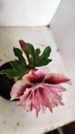 ENXERTO 12365 – 20cm (cor LM 964) - Imagem 4