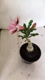 ENXERTO 12365 – 20cm (cor LM 964) - Imagem 6